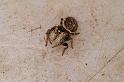 Simaetha_thoracica_D7873_Z_88_North Stradbroke island_Australie